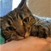 miommajor